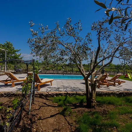 House Olive Tree *