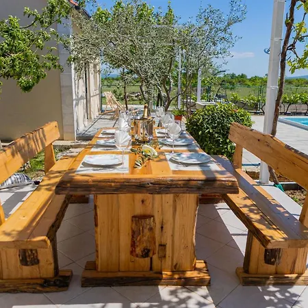 House Olive Tree
